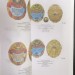 Каталог Отличительных знаков вооруженных сил 2 тома